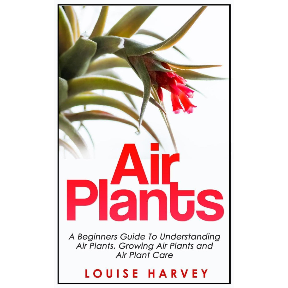 Air Plants: A Beginners Guide To Understanding Air Plants, Growing Air Plants and Air Plant Care