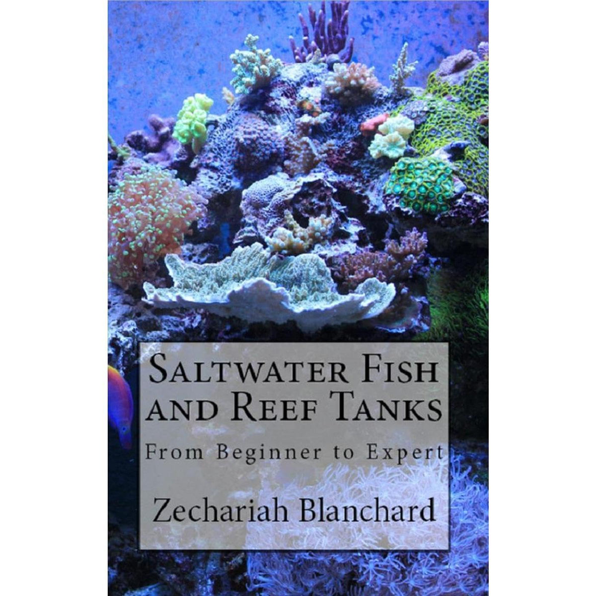 Saltwater Fish and Reef Tanks: From Beginner to Expert