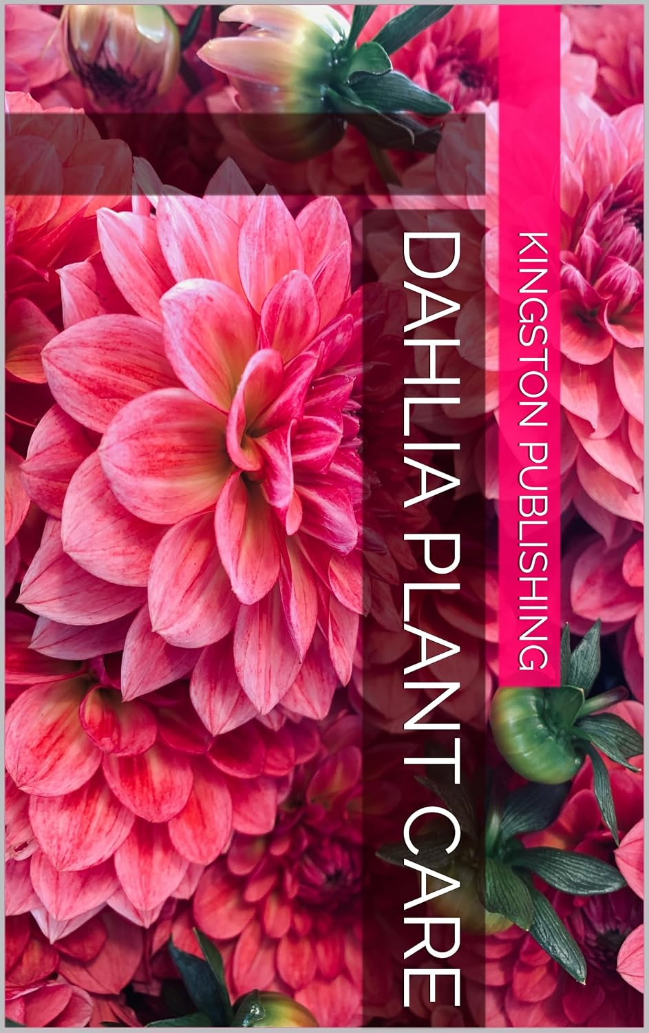 Dahlia Plant Care (Growing Flowers)